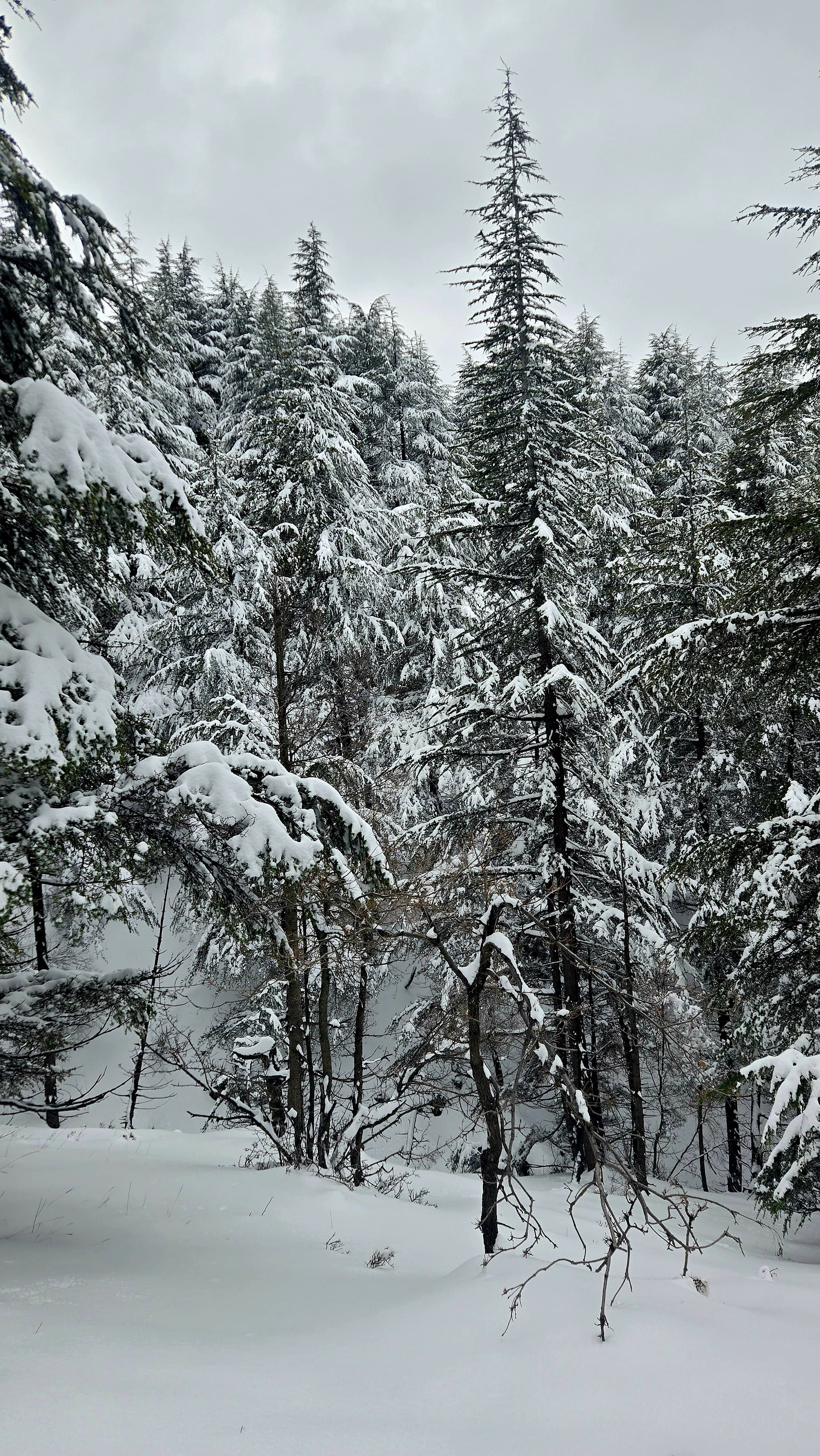 Best Snowshoeing Locations in Lebanon